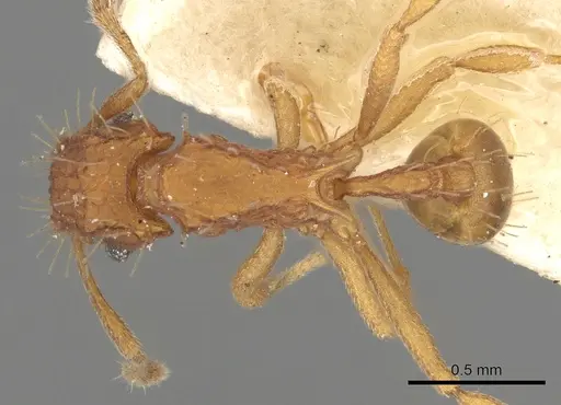 Blepharidatta brasiliensis specimen CASENT0901663 image casent0901663_1