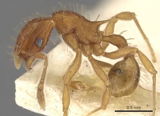 Blepharidatta brasiliensis specimen CASENT0901663 image casent0901663_3