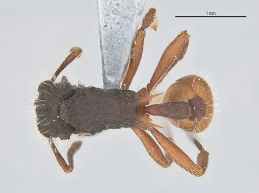 Blepharidatta conops specimen ANTWEB1053504 image antweb1053504_1