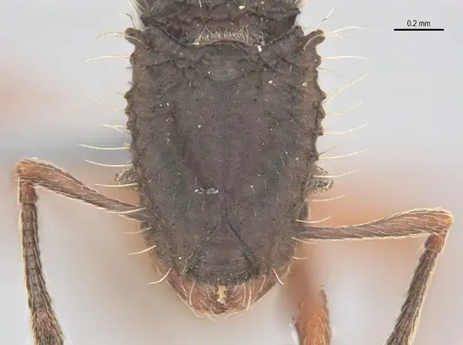 Blepharidatta conops specimen ANTWEB1053504 image antweb1053504_2