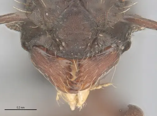 Blepharidatta conops specimen ANTWEB1053504 image antweb1053504_3