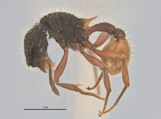 Blepharidatta conops specimen ANTWEB1053504 image antweb1053504_4