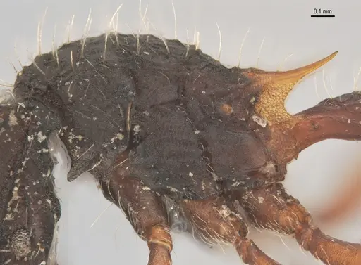Blepharidatta conops specimen ANTWEB1053504 image antweb1053504_5