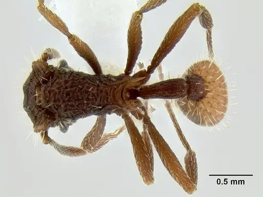 Blepharidatta conops specimen CASENT0106248 image casent0106248_1