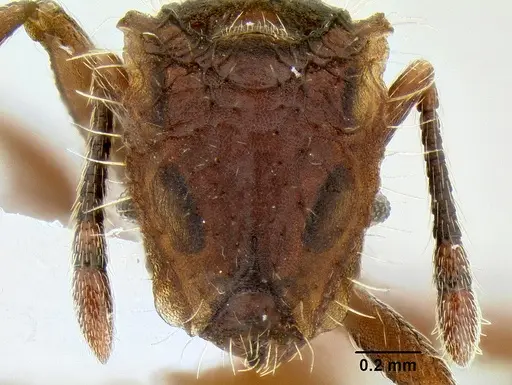 Blepharidatta conops specimen CASENT0106248 image casent0106248_2