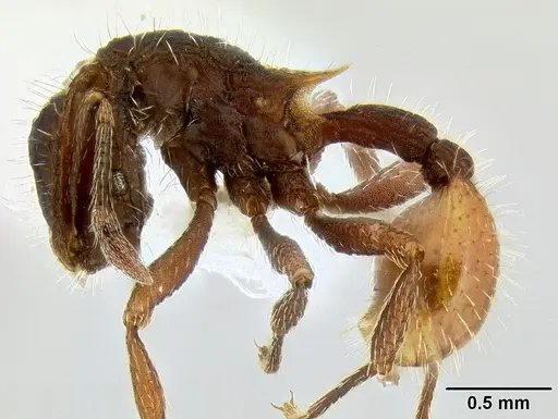 Blepharidatta conops specimen CASENT0106248 image casent0106248_3
