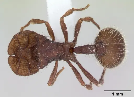 Blepharidatta conops specimen CASENT0173884 image casent0173884_1