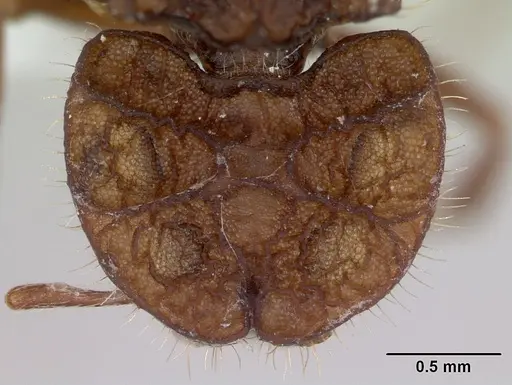 Blepharidatta conops specimen CASENT0173884 image casent0173884_2