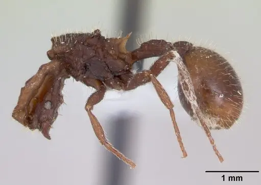Blepharidatta conops specimen CASENT0173884 image casent0173884_3