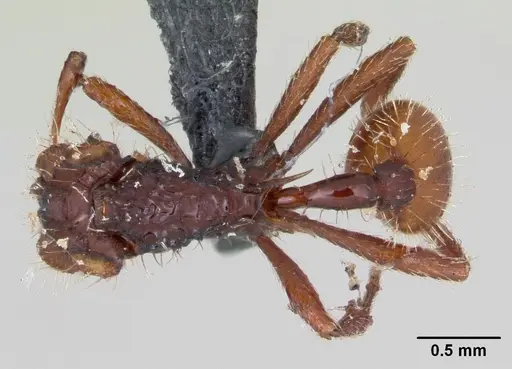 Blepharidatta conops specimen CASENT0173885 image casent0173885_1