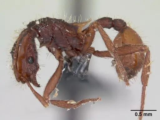 Blepharidatta conops specimen CASENT0173885 image casent0173885_3