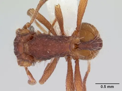 Blepharidatta conops specimen CASENT0178582 image casent0178582_1