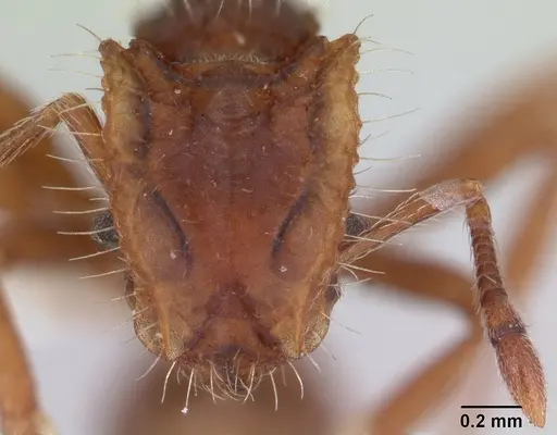 Blepharidatta conops specimen CASENT0178582 image casent0178582_2