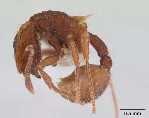 Blepharidatta conops specimen CASENT0178582 image casent0178582_3
