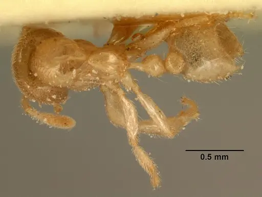 Bondroitia lujae specimen CASENT0101201 image casent0101201_1
