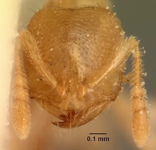 Bondroitia lujae specimen CASENT0101201 image casent0101201_2