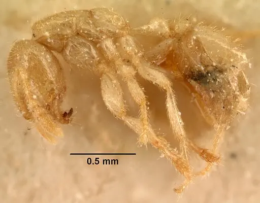 Bondroitia lujae specimen CASENT0101201 image casent0101201_3