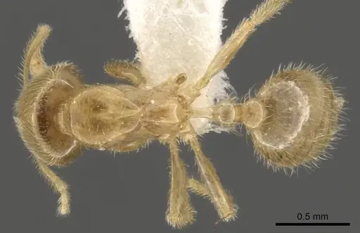 Bondroitia lujae specimen CASENT0900309 image casent0900309_1