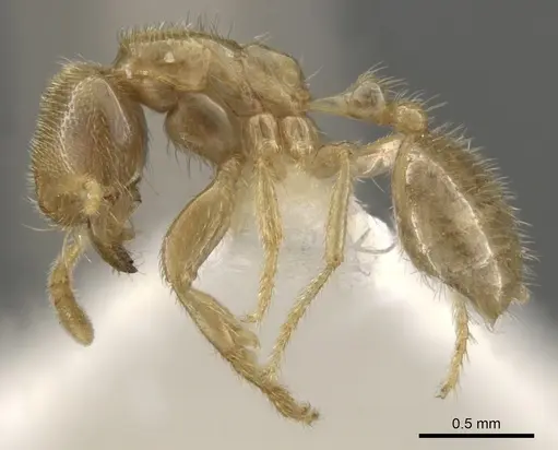 Bondroitia lujae specimen CASENT0900309 image casent0900309_4
