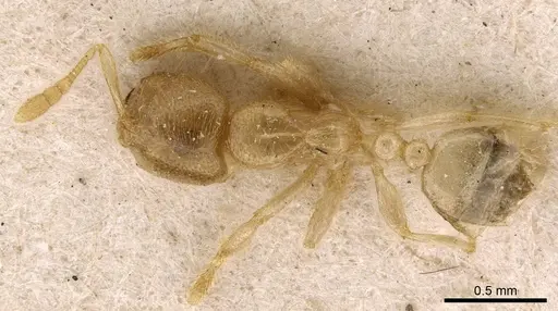 Bondroitia lujae specimen CASENT0908791 image casent0908791_1