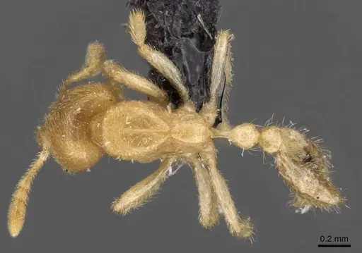 Bondroitia lujae specimen CASENT0908792 image casent0908792_1