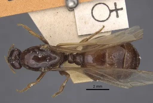 Bondroitia lujae specimen CASENT0917817 image casent0917817_1