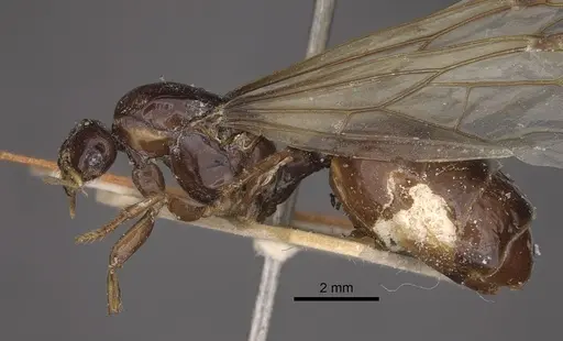 Bondroitia lujae specimen CASENT0917817 image casent0917817_4