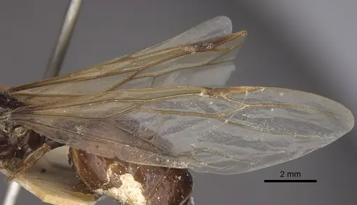 Bondroitia lujae specimen CASENT0917817 image casent0917817_5