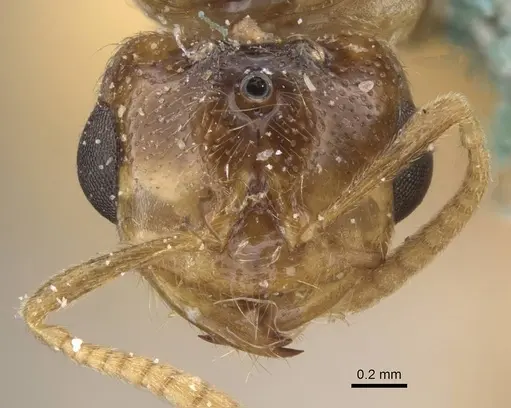 Bondroitia saharensis specimen CASENT0913544 image casent0913544_2