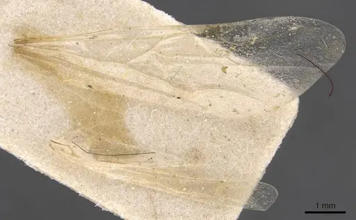Bondroitia saharensis specimen CASENT0913544 image casent0913544_4