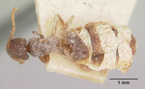 Bothriomyrmex atlantis specimen CASENT0103282 image casent0103282_1