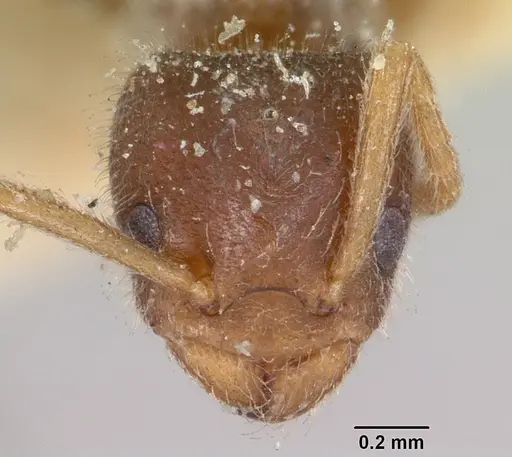 Bothriomyrmex atlantis specimen CASENT0103282 image casent0103282_2