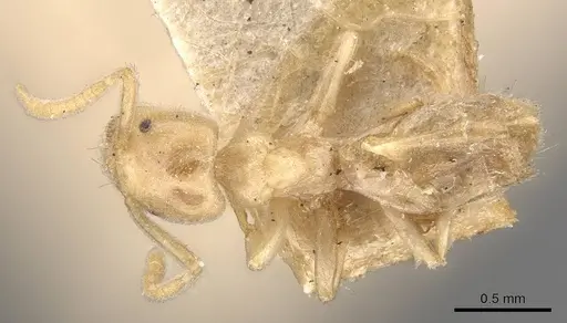 Bothriomyrmex atlantis specimen CASENT0909574 image casent0909574_1