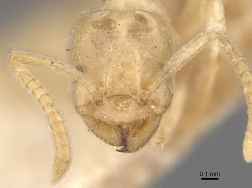 Bothriomyrmex atlantis specimen CASENT0909574 image casent0909574_2
