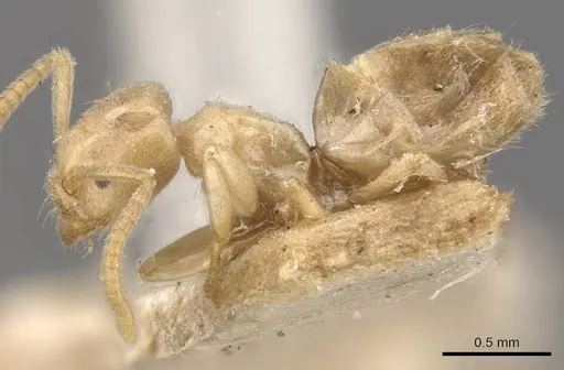 Bothriomyrmex atlantis specimen CASENT0909574 image casent0909574_3