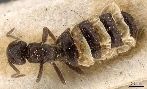 Bothriomyrmex atlantis specimen CASENT0911466 image casent0911466_1