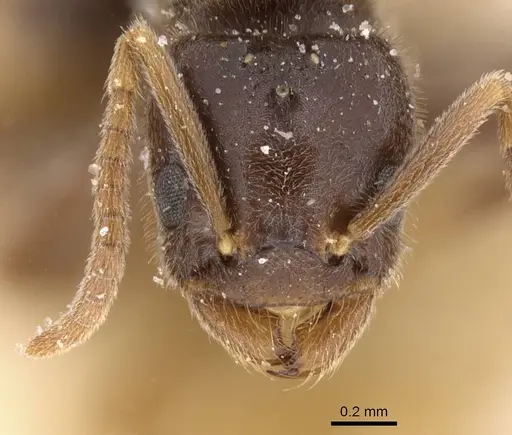 Bothriomyrmex atlantis specimen CASENT0911466 image casent0911466_2
