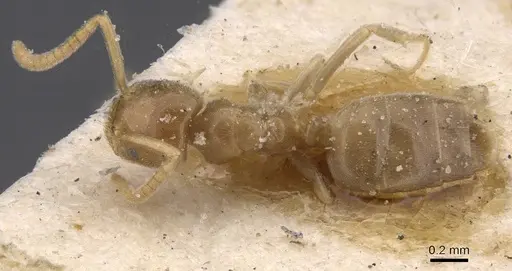 Bothriomyrmex atlantis specimen CASENT0911467 image casent0911467_1