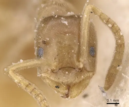 Bothriomyrmex atlantis specimen CASENT0911467 image casent0911467_2