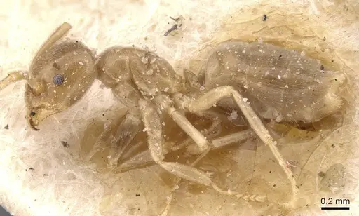 Bothriomyrmex atlantis specimen CASENT0911467 image casent0911467_3