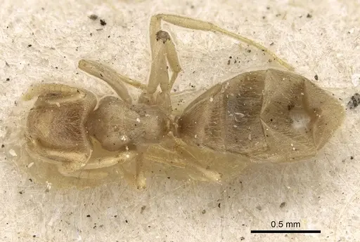 Bothriomyrmex atlantis specimen CASENT0922442 image casent0922442_1