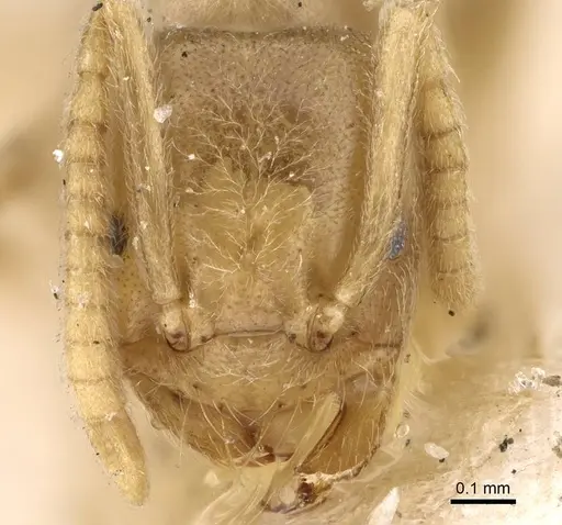 Bothriomyrmex atlantis specimen CASENT0922442 image casent0922442_2
