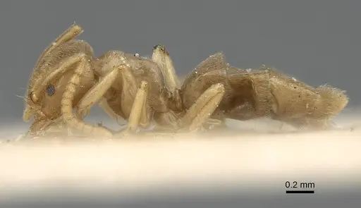 Bothriomyrmex atlantis specimen CASENT0922442 image casent0922442_3