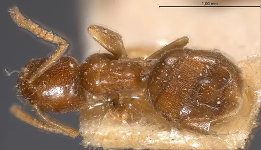 Bothriomyrmex breviceps specimen ANTWEB1008365 image antweb1008365_1