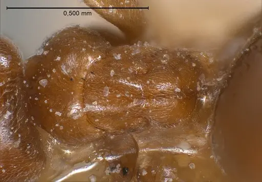Bothriomyrmex breviceps specimen ANTWEB1008365 image antweb1008365_2