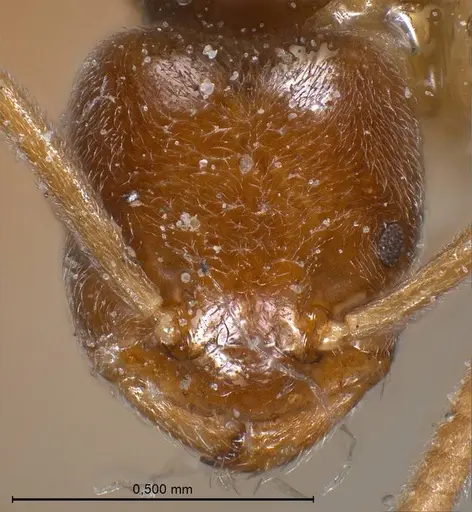 Bothriomyrmex breviceps specimen ANTWEB1008365 image antweb1008365_3