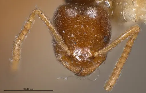 Bothriomyrmex breviceps specimen ANTWEB1008365 image antweb1008365_4