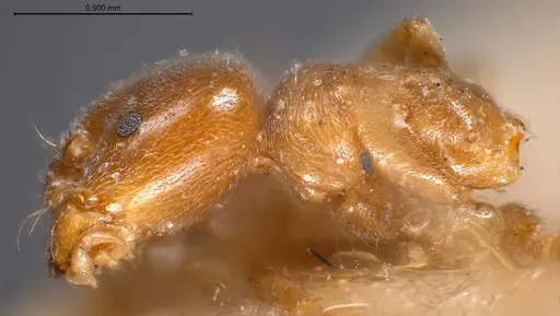 Bothriomyrmex breviceps specimen ANTWEB1008366 image antweb1008366_1