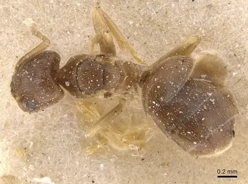 Bothriomyrmex breviceps specimen CASENT0911468 image casent0911468_1
