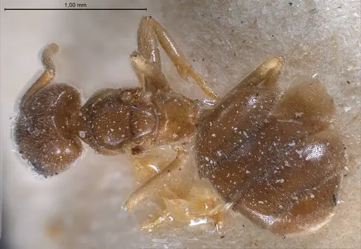 Bothriomyrmex breviceps specimen CASENT0911468 image casent0911468_2